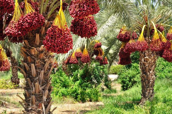 آغاز اجرای طرح مطالعاتی زنجیره راهبردی ارزش افزوده خرما در خوزستان