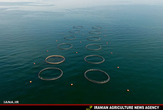 پیشرفت‌های خوبی برای پرورش ماهی در خزر حاصل شده 