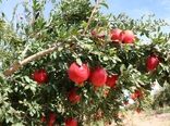 کاهش خسارت آفت مگس مدیترانه‌ای در باغات انار یزد