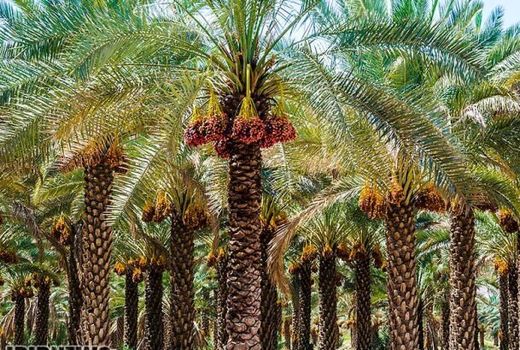 پیشگیری از بیماری خامج در نخلستان‌های آبادان