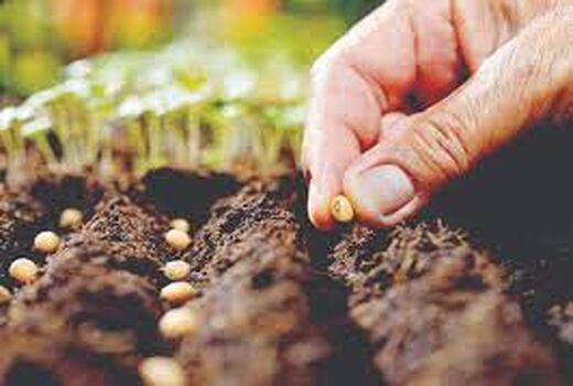 تولید  40 میلیون عدد بذر هیبرید  سبزی و صیفی گلخانه‌ای در سال جاری