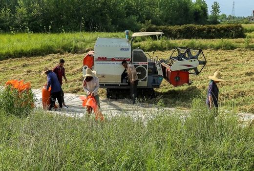 آغاز برداشت برنج از شالیزارهای رستم 