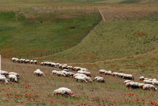 ۱۶ درصد دام‌های سبک خراسان شمالی هویت‌دار شد