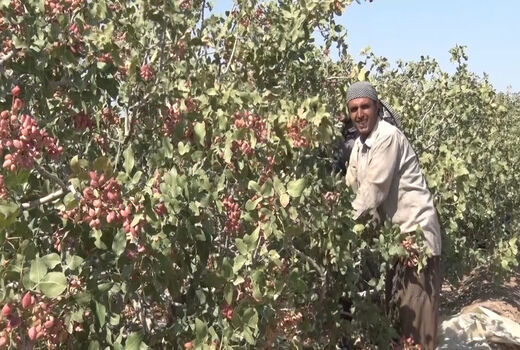 برداشت پسته - آران و بیدگل