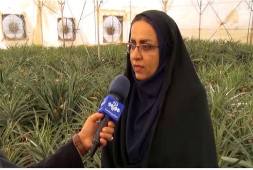 کشت آناناس در استان بوشهر