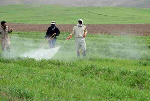 بازدید مستمر کارشناسان حفظ نباتات از مزارع، باغات و گلخانه ها جهت کنترل آفات و بیماری‌ها