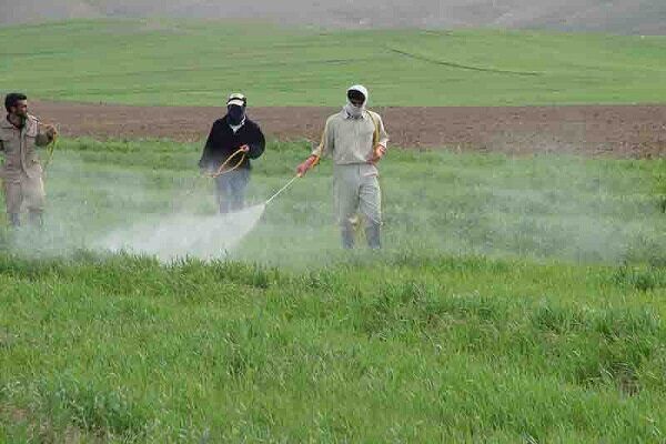تأکید بر سمپاشی مزارع علیه آفت زنگ زرد