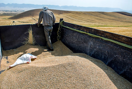 خرید 3250 تن جو از کشور قزاقستان برای تأمین نهاده‌های دامی آذربایجان غربی