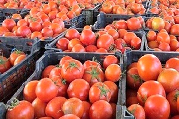 ۲۶ هزار تن گوجه فرنگی از کشاورزان کردستانی خریداری شد