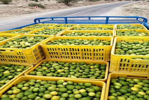 لیموترش از قیروکارزین، قطب تولید این محصول، به بازار آمد