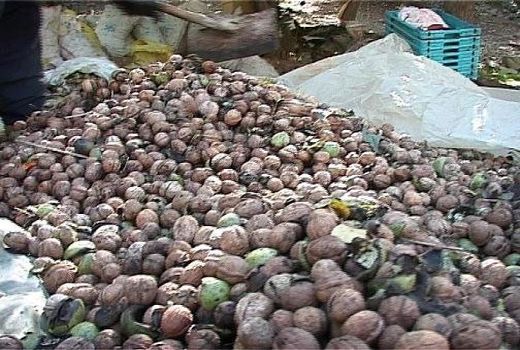 برداشت گردو از سطح هزار و ۲۵۳ هکتار باغ در شیروان آغاز شد