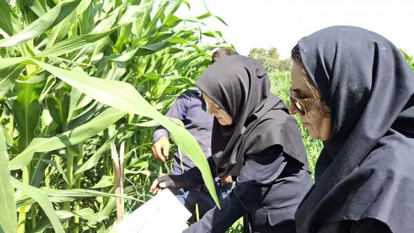 مشاهده نخستین علائم آلودگی برگ‌خوار پاییزه ذرت در مزارع شیراز 