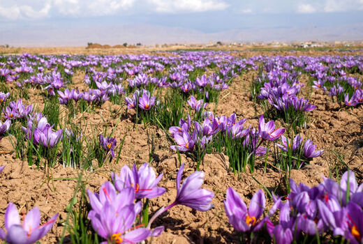 6 واحد فرآوری و بسته بندی  زعفران در خراسان شمالی فعال است