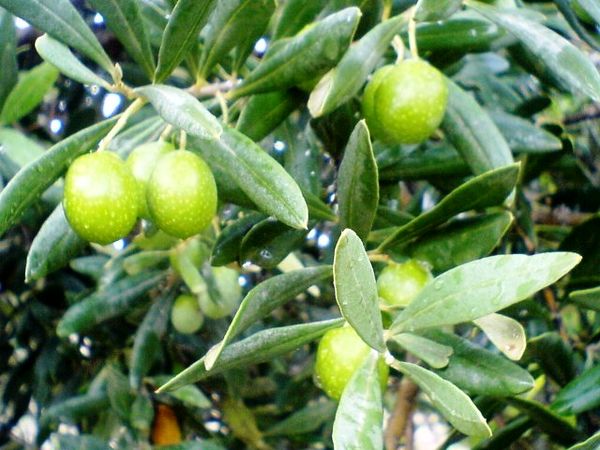 استان زنجان؛ رتبه نخست کشور در تولید زیتون