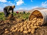 تولید ۳۷۸ هزار تن سیب‌زمینی در آذربایجان شرقی با بهره‌گیری از ارقام اصلاح‌شده و آبیاری نوین