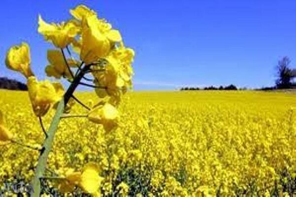 کشت کلزا در ده هزارهکتار از اراضی استان تهران