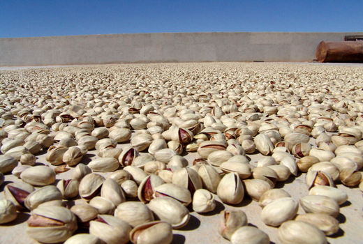 احیای ترمینال ایستگاه ۲۲ بهمن پژوهشکده پسته با هدف فرآوری پسته سالم و ارتقای کیفیت 