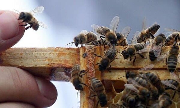 اصلاح نژاد زنبور عسل توسط بانوی یزدی 