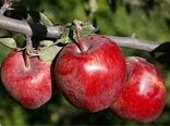 برداشت ۲۷۰ هزار تن سیب پاییزه در فارس