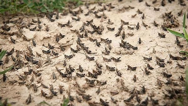 هجوم ملخ‌ها به استان بوشهر 