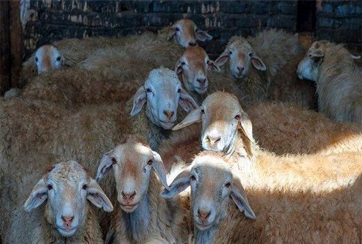 صادرات دام زنده ارزآوری خوبی برای کشور دارد