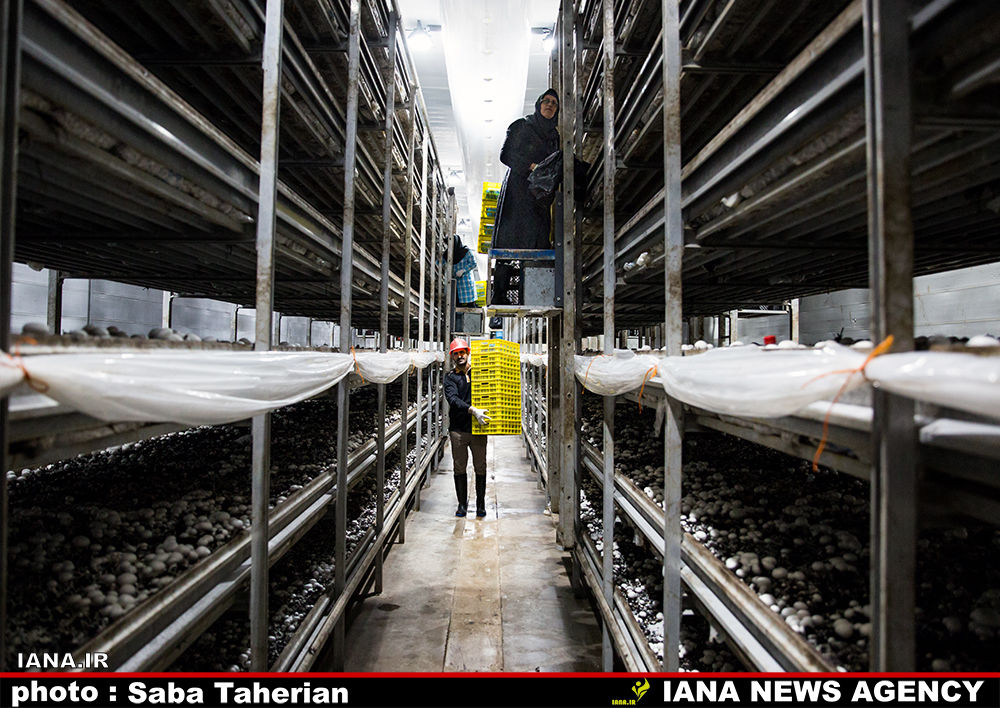 کارخانه قارچ