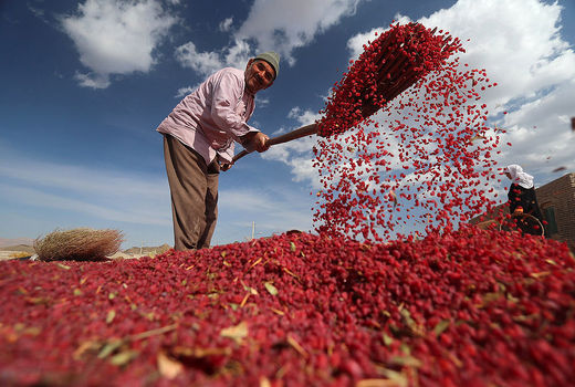 درخشندگی زرشک در دل کویر 
