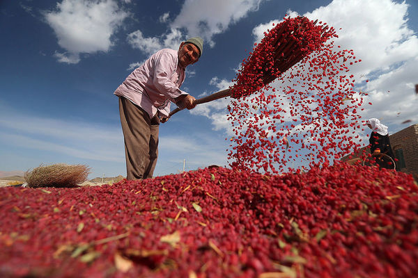 درخشندگی زرشک در دل کویر 
