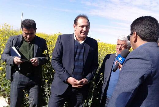 تولید بیش از 14 میلیون تن گندم در سال زراعی جاری