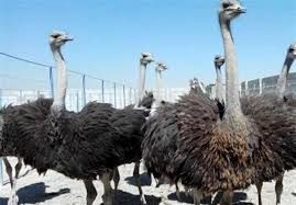 تولید سالانه 24 تن گوشت آماده طبخ شترمرغ در خوزستان