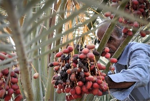 برداشت 6507 تن  خرما از نخلستانهای شهرستان کرمان 