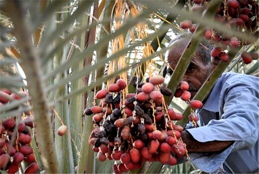 برداشت 6507 تن  خرما از نخلستانهای شهرستان کرمان 