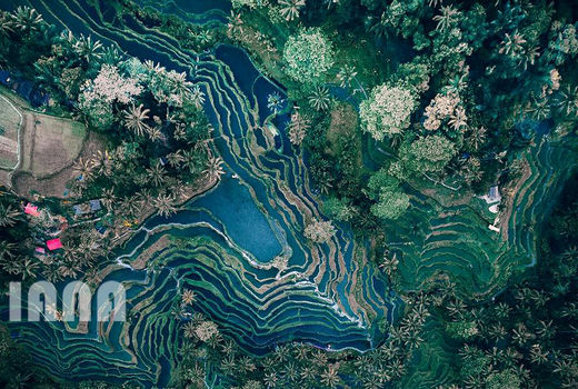 مزارع برنج پلکانی در بالی 
