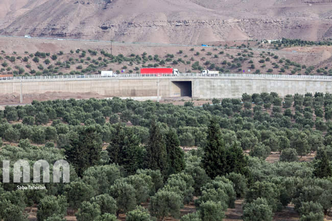  باغ بزرگ زیتون‌کشور در منجیل