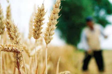کاهش سن زدگی مزارع گندم کردستان به کمتر از یک تن