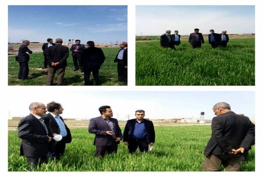 مبارزه با علف های هرز در 20هزارهکتار از مزارع غلات شهرستان ورامین