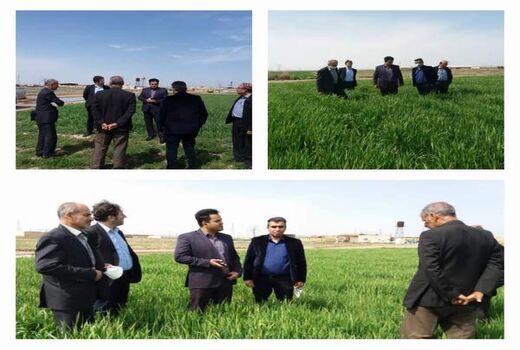 مبارزه با علف های هرز در 20هزارهکتار از مزارع غلات شهرستان ورامین