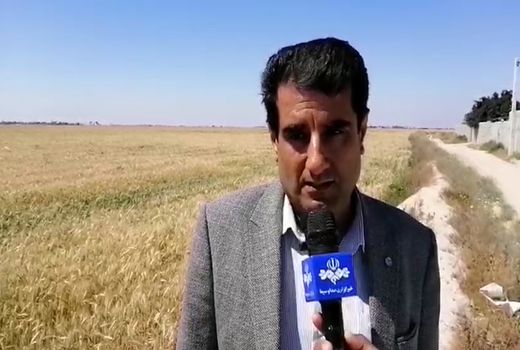 بوشهر امسال در تولید گندم خودکفا می‌شود 