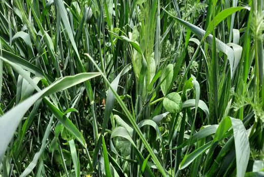 برداشت ترتیکاله و نخود علوفه‌ای از مزارع استان قزوین