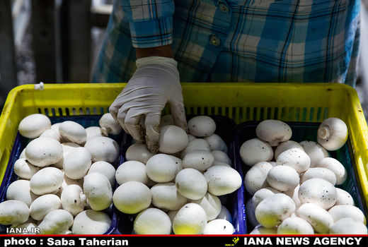 ۱۶۰ هزار تن قارچ امسال در کشور تولید می‌شود