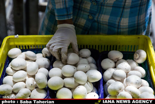 ۱۶۰ هزار تن قارچ امسال در کشور تولید می‌شود