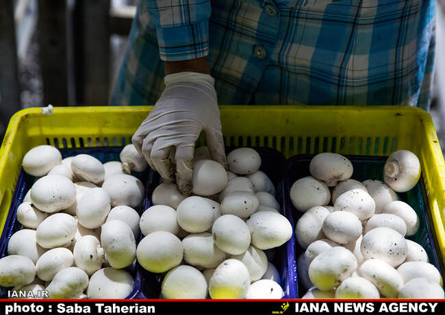 کارخانه قارچ