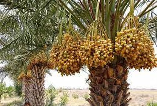 پایان برداشت خرما در آبادان