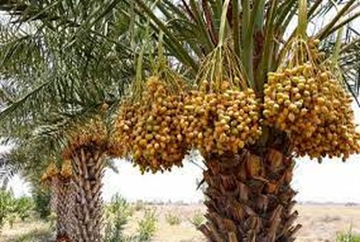 پایان برداشت خرما در آبادان