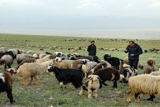 کرونا ۱۲۰ میلیارد ریال به عشایر خراسان شمالی خسارت زد