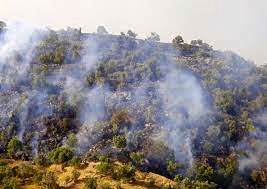 ۹۸ درصد علت آتش‌سوزی جنگل‌های آذربایجان‌غربی عامل انسانی است