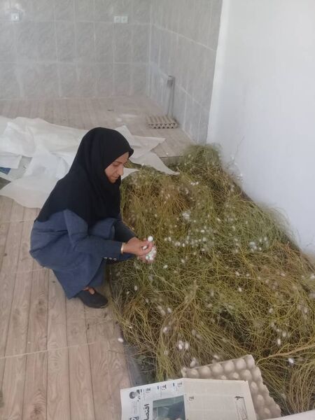 رشد ۲ برابری برداشت پیله کرم ابریشم در جنوب کرمان