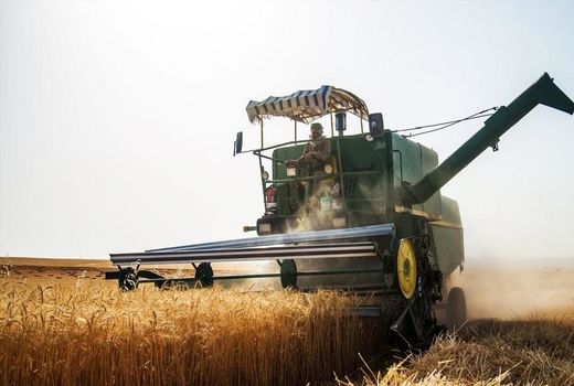 پیش‌بینی برداشت بیش از 20 هزار تن گندم از مزارع شهرکرد