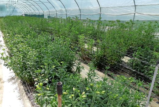 شیوع کرونا 1700میلیارد تومان به صنعت گل و گیاهان زینتی خسارت زد