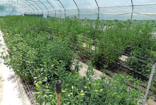 شیوع کرونا 1700میلیارد تومان به صنعت گل و گیاهان زینتی خسارت زد